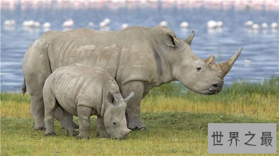 中国犀牛在清朝已全部灭绝 尼泊尔送两只独角犀牛作回礼