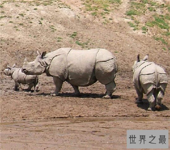 中国犀牛在清朝已全部灭绝 尼泊尔送两只独角犀牛作回礼