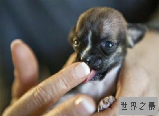盘点世界上最小的狗 10厘米的吉娃娃捧在手心刚刚好