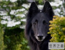 比利时牧羊犬具有四个品种 世界名犬排名第15名