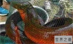 世界上最大的黄鳝相当于人类的小腿 1.5米长36斤重