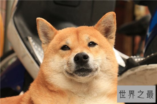 狗的平均寿命十年到十五年 五大要素可延长狗狗寿命