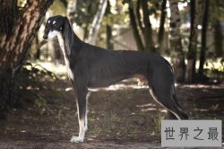 十大世界上最贵的狗 排名第一的是无价之狗