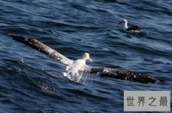 十大世界上最大的鸟 最大的一种跑步速度能达140km/h