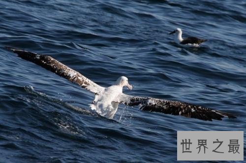 十大世界上最大的鸟 最大的一种跑步速度能达140km/h