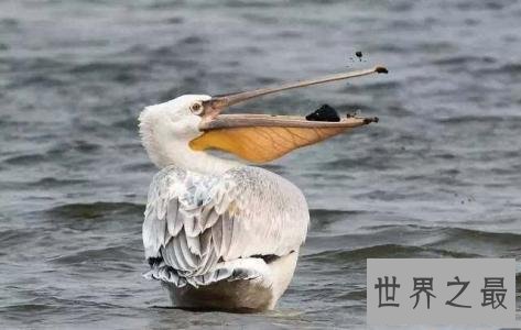 十大世界上最大的鸟 最大的一种跑步速度能达140km/h