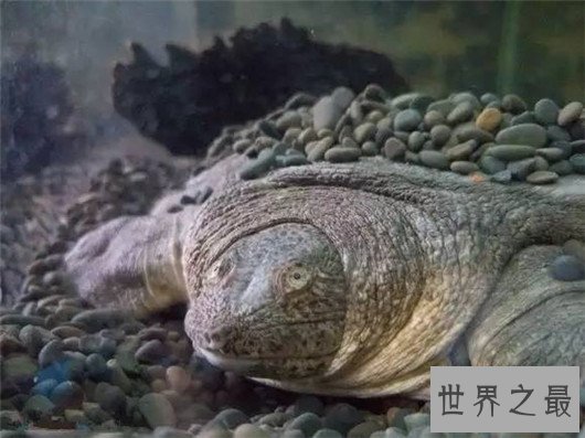 珍稀动物有哪些，这些即将灭绝的动物你知道吗