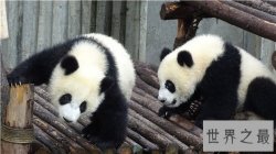 珍稀动物有哪些，这些即将灭绝的动物你知道吗