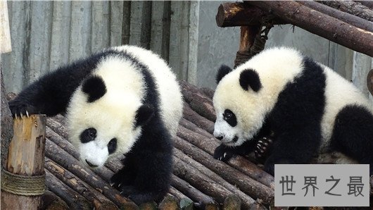 珍稀动物有哪些，这些即将灭绝的动物你知道吗