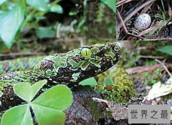 莽山烙铁头被称为“蛇中熊猫” 身含剧毒如今数量十分稀少