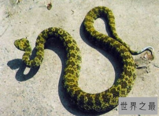 莽山烙铁头被称为“蛇中熊猫” 身含剧毒如今数量十分稀少