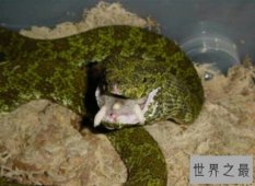 莽山烙铁头被称为“蛇中熊猫” 身含剧毒如今数量十分稀少