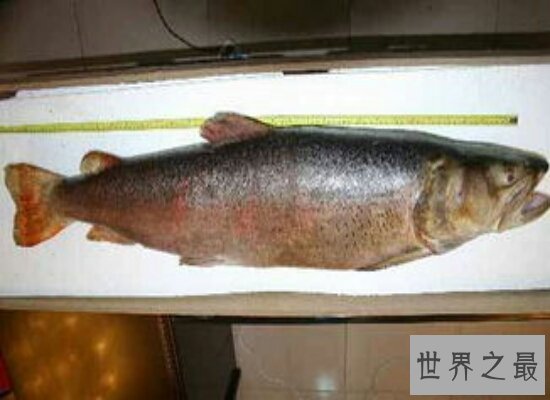 世界上最大的巨型哲罗鲑 体积达到超乎人们的想象