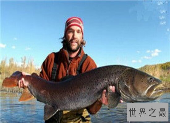 世界上最大的巨型哲罗鲑 体积达到超乎人们的想象