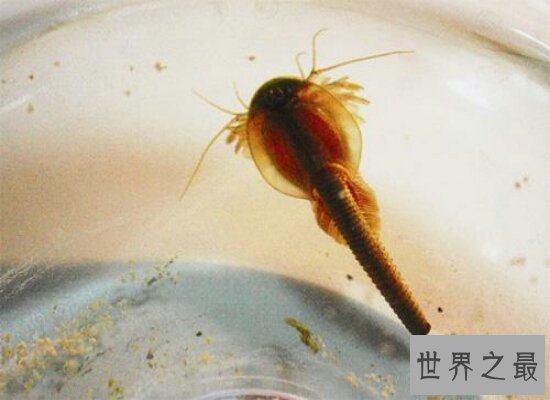 震惊！三眼恐龙虾的卵经过25后竟然还可以孵出生命