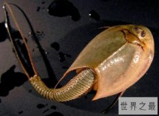 震惊！三眼恐龙虾的卵经过25后竟然还可以孵出生命