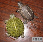 乌龟的寿命是有限的 各种龟类的寿命各有不同