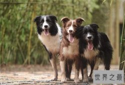 最聪明的狗边境牧羊犬智商比过人 狗界的爱因斯坦