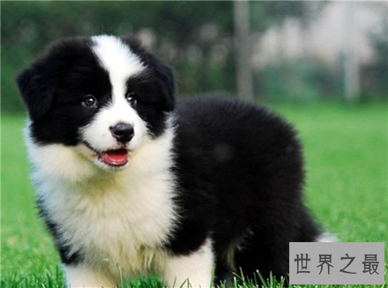 最聪明的狗边境牧羊犬智商比过人 狗界的爱因斯坦