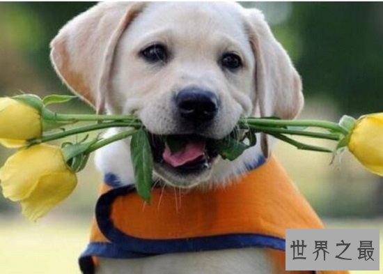 最适合家养的大型犬有哪些,“暖男”金毛绝对是最好陪伴