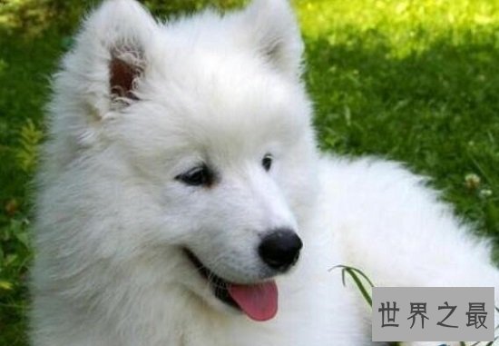 最适合家养的大型犬有哪些,“暖男”金毛绝对是最好陪伴