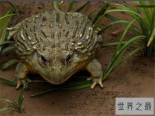 世界第二大蛙非洲牛箱头蛙 属于食肉性两栖动物