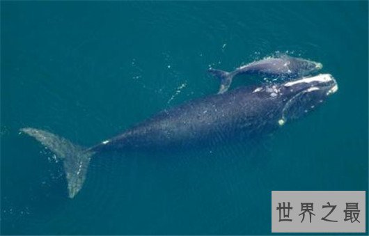 世界上最大的动物排行榜,巨无霸蓝鲸重181吨(舌头上可站50人)