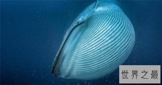 世界上最大的动物排行榜,巨无霸蓝鲸重181吨(舌头上可站50人)