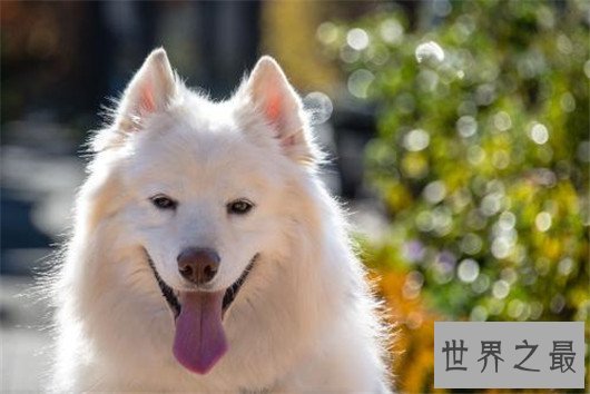宠物狗排名,最受欢迎的狗狗排行(温顺,适合家养)