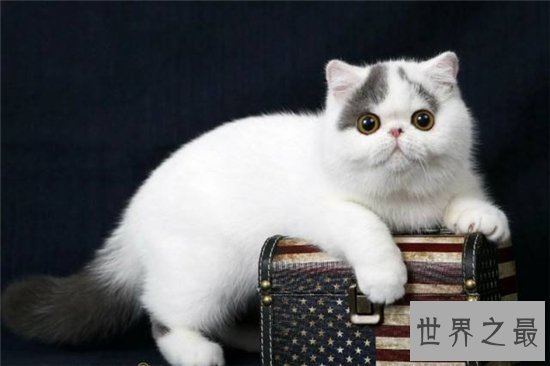 五大热门宠物猫的品种 霍思燕饲养加拿大无毛猫成抢手