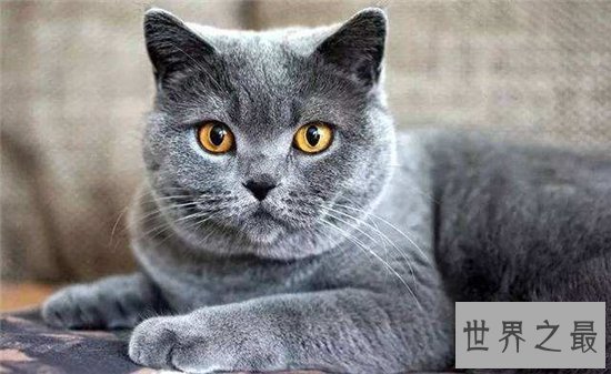 五大热门宠物猫的品种 霍思燕饲养加拿大无毛猫成抢手