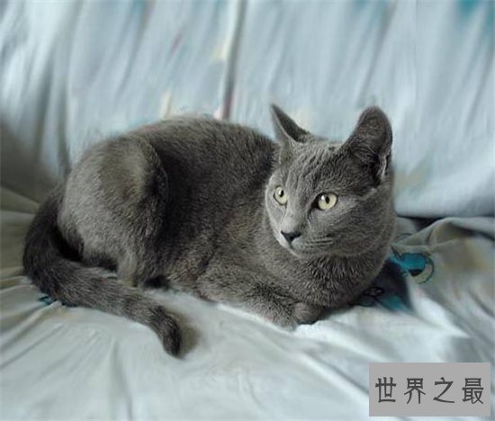 五大热门宠物猫的品种 霍思燕饲养加拿大无毛猫成抢手