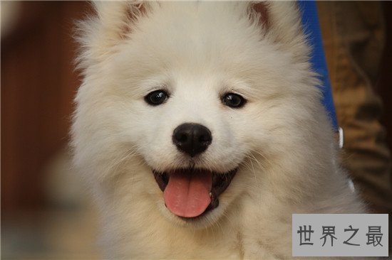 世界名犬排行榜 快来看一看有没有你家的爱犬