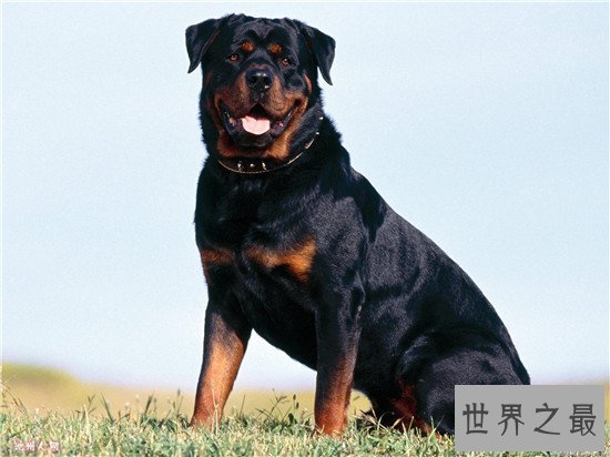 世界名犬排行榜 快来看一看有没有你家的爱犬