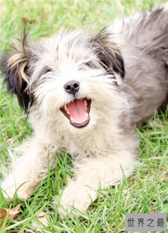 世界名犬排行榜 快来看一看有没有你家的爱犬