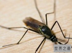 震惊！世界上最大的蚊子身长40厘米  比人的头还要大