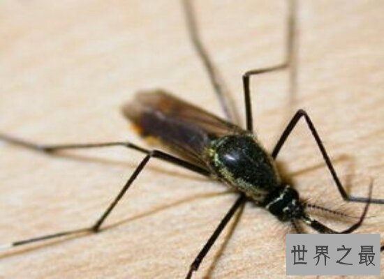 震惊！世界上最大的蚊子身长40厘米  比人的头还要大
