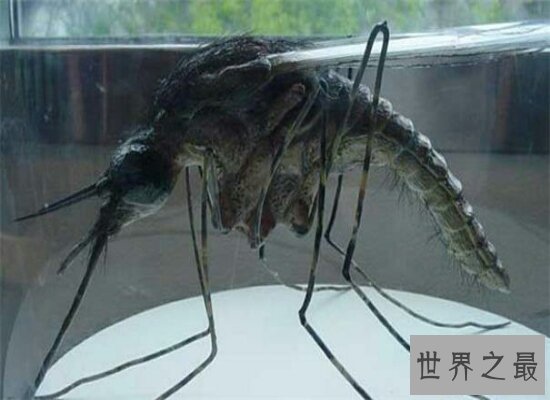 震惊！世界上最大的蚊子身长40厘米  比人的头还要大