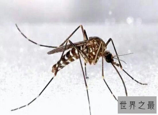 震惊！世界上最大的蚊子身长40厘米  比人的头还要大
