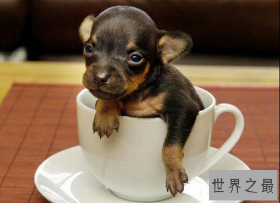 震惊！世界最小狗竟然只有12.4厘米，重1.4镑