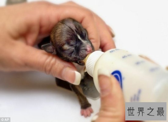 震惊！世界最小狗竟然只有12.4厘米，重1.4镑