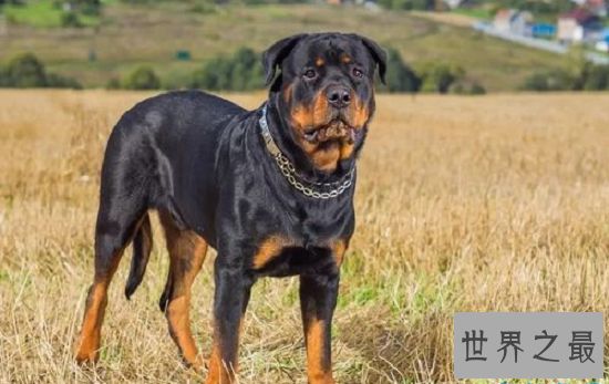 世界名犬排行榜，萨摩耶用最温暖笑容治愈你