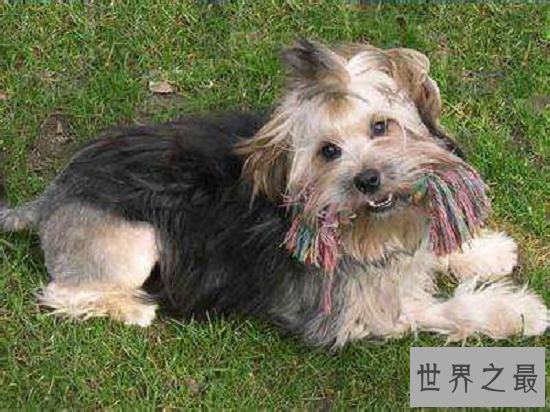 世界名犬排行榜，萨摩耶用最温暖笑容治愈你