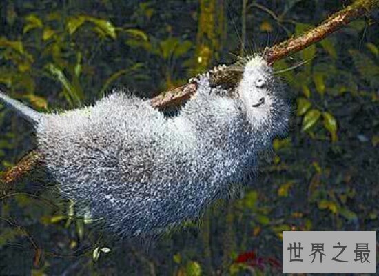 盘点世界上最大的老鼠 体长1米左右 猫见了它都浑身瑟瑟发抖