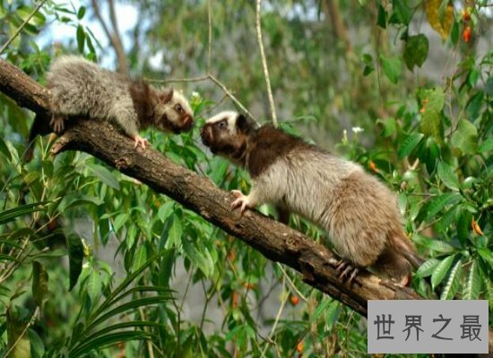 盘点世界上最大的老鼠 体长1米左右 猫见了它都浑身瑟瑟发抖