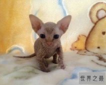 加拿大无毛猫，对猫毛敏感人们的福音啊，家里也不用打扫猫毛