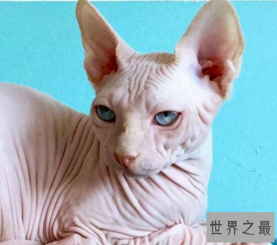 加拿大无毛猫，对猫毛敏感人们的福音啊，家里也不用打扫猫毛