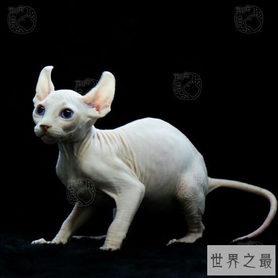 加拿大无毛猫，对猫毛敏感人们的福音啊，家里也不用打扫猫毛