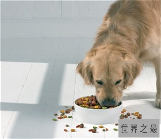 狗狗家长们快看过来，狗粮什么牌子好