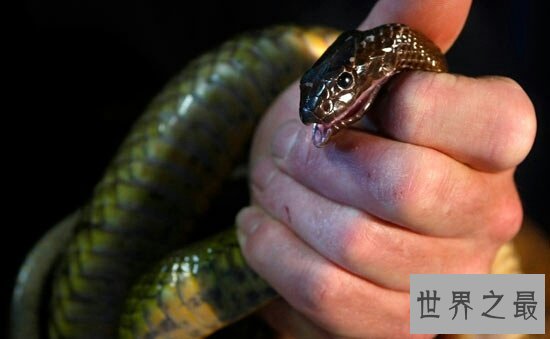 内陆大攀蛇，外表普华无实，毒液却能毒死两万只老鼠